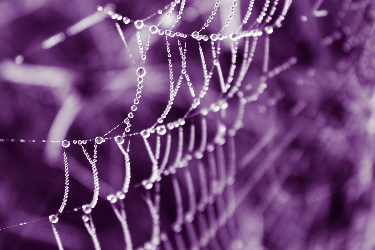 web, dew, dew drops, dew drops on the web, nature, purple tint, original image, lilac nature, lilac web, lilac natural, web, web, web, web, web